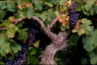 provence vineyard (1).JPG (87043 bytes)