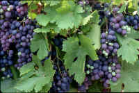 provence vineyard.JPG (83862 bytes)